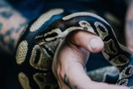 The Beauty of Reticulate